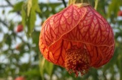 金铃花的养殖方法剪枝