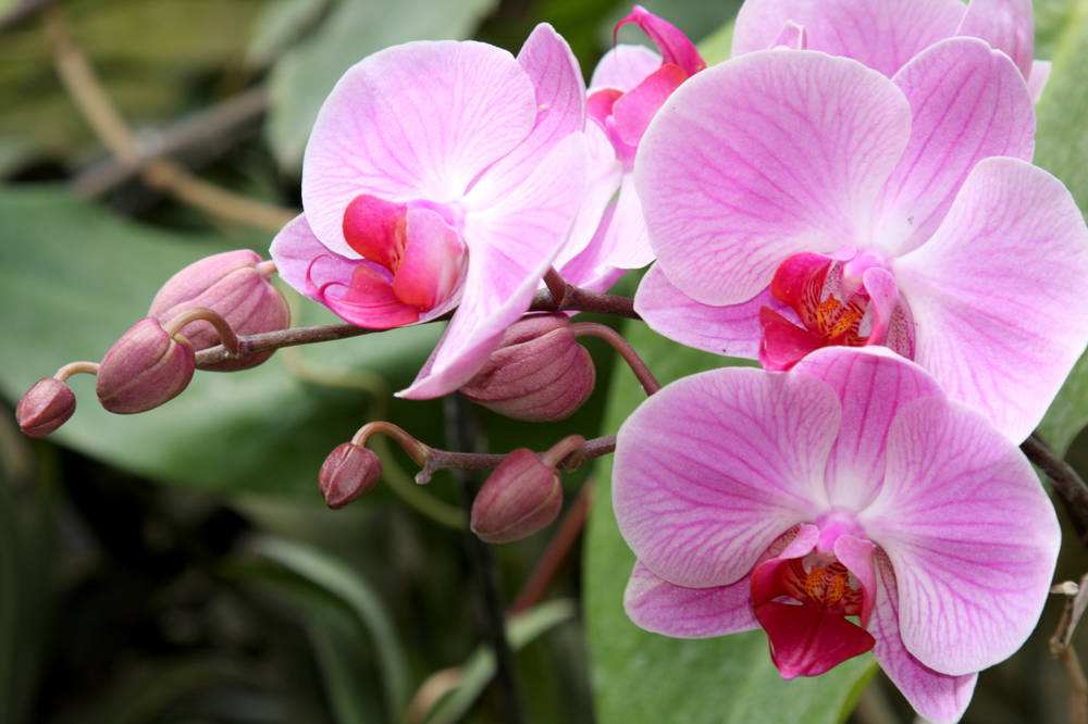 兰花浇水 这样给兰花浇水保准使其枝繁叶茂