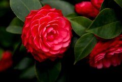 白茶花真的很容易养护