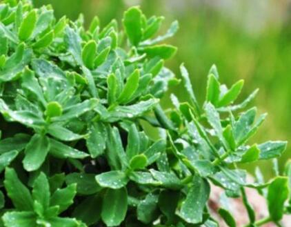 养花生活小窍门100妙招：牛奶用来浇花有益于花儿的生长