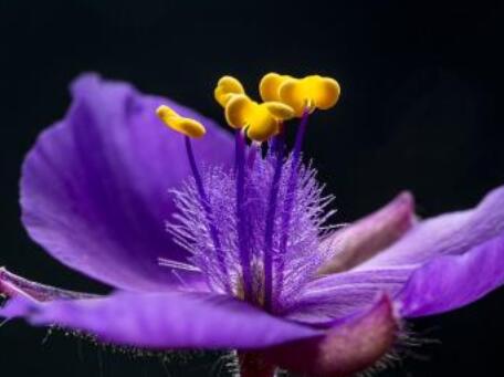 紫露草栽培方法 紫露草的功效与作用