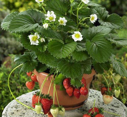 阳台种草莓注意这就能防止果实腐烂