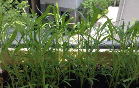 空心菜种植时间和方法 盆栽，适宜发芽温度20～35℃