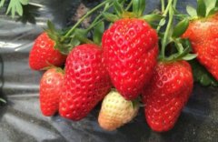 大棚草莓的种植方法和技术