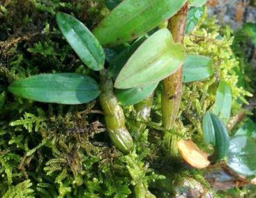 铁皮石斛种植技术(盆栽)，要求内径20 cm、高16 cm的花盆