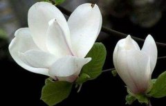 玉兰树苗北方怎样种植