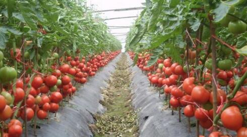 番茄的种植方法和技术 确定播种量和播种日期