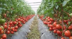 番茄确定播种量和播种日期