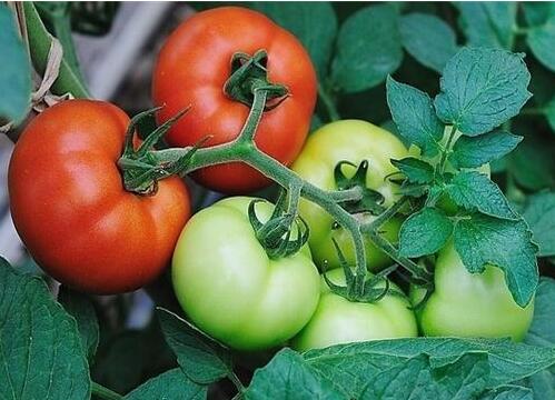 西红柿栽培技术要点 每隔10天浇水一次