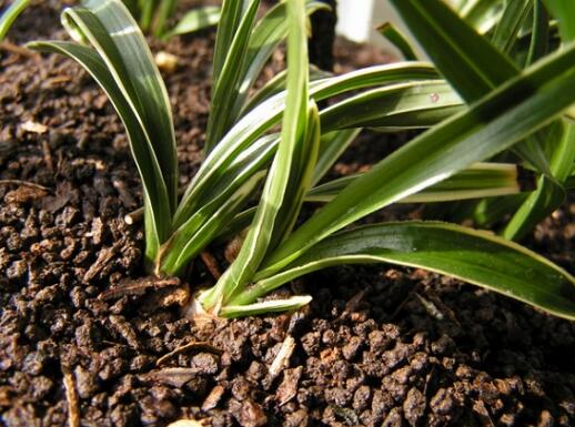 兰花的养殖方法(超详细入门篇) 不能在普通土壤中种植
