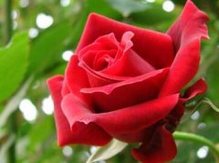 玫瑰花种植技术与管理