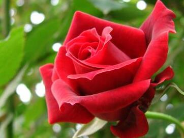 玫瑰花种植技术与管理 生长温度大约25摄氏度