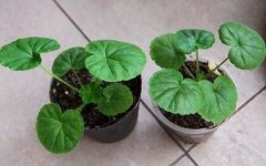 天竺葵种子种植方法