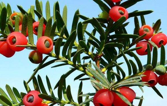 红豆杉的作用和用途 提取紫杉醇制备抗癌药物