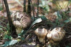 松露种植技术方法