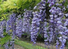 紫藤树什么时候移栽最好？