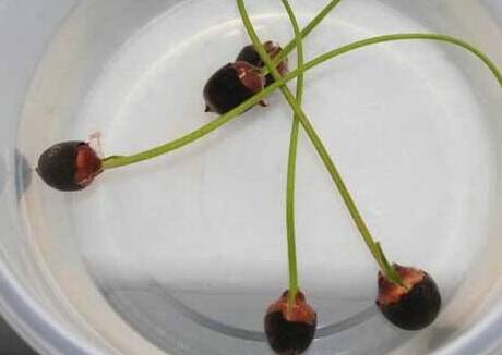 碗莲的种植方法,如何选择合适的碗莲种子?