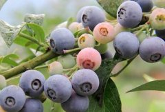 蓝莓种植方法盆栽