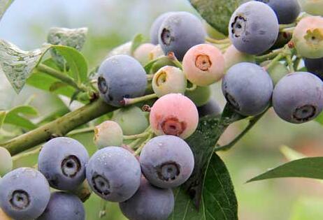 蓝莓种植方法盆栽，酸性介质中健康生长