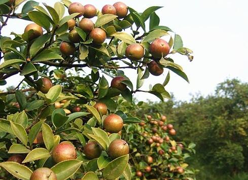 茶油树怎么种植 选择油茶种子采用嫁接的方法
