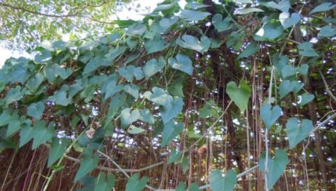 锦屏藤的种植方法，可以用剪枝法或高压法繁殖