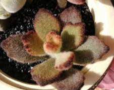 泰迪熊Kalanchoe tomentosa