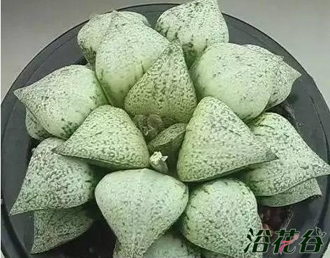 白银白拍子