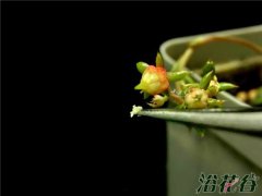 多肉花粉保存