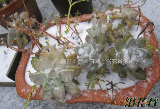 多肉植物冻伤还能活吗?