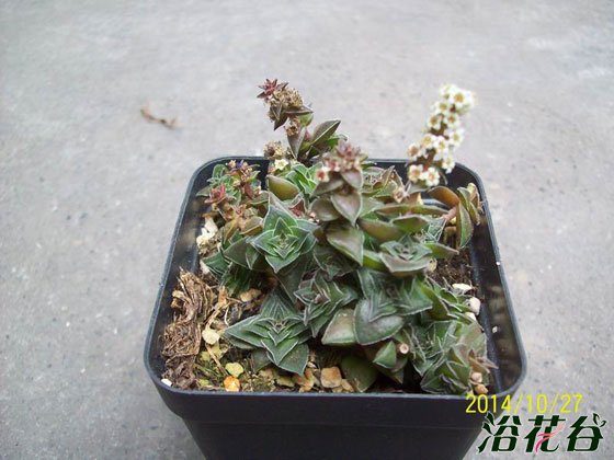 茜之塔开花会死吗