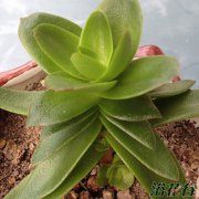 多肉出状态是什么意思