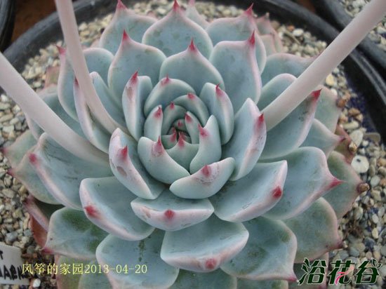 多肉植物吉娃娃怎么养