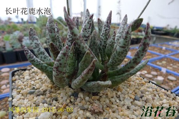 多肉植物水泡怎么养