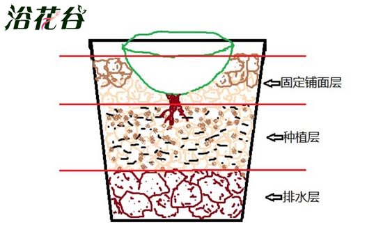 生石花用什么土