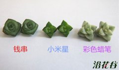 钱串和小米星的区别