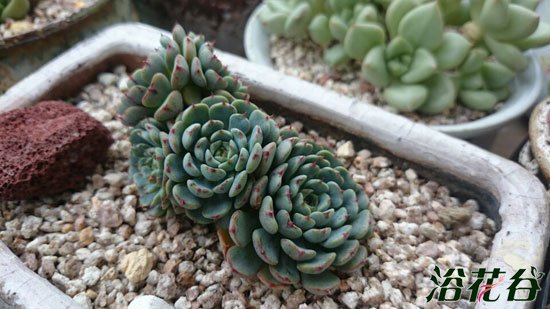 原始姬莲和老版小红衣对比图