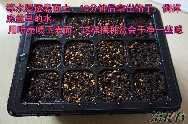 多肉种子播种教程(图文)