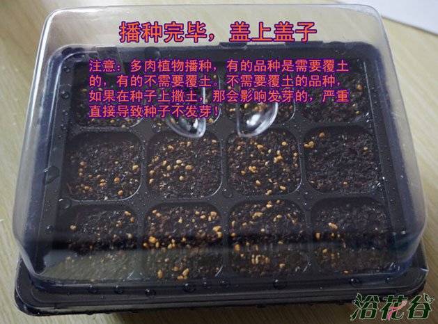 多肉种子播种教程(图文)