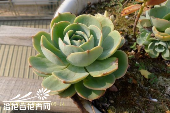 玉蝶（Echeveriasecundavar.glauca）多肉的养殖经验分享