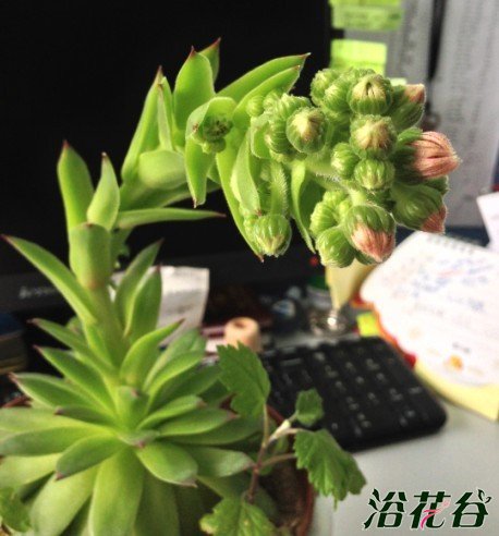 观音莲开花吗(图)