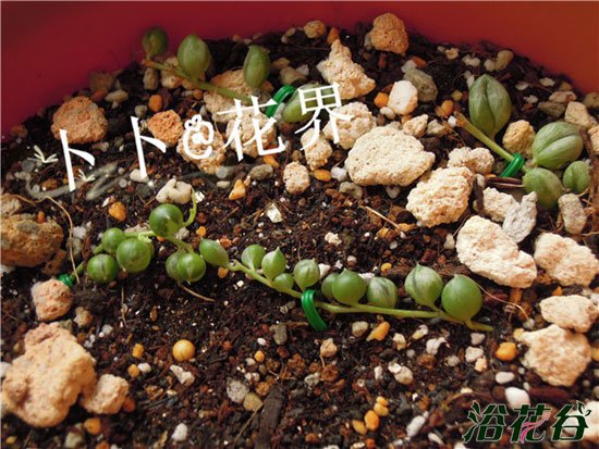 佛珠锦真假辨别(图)